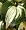 Lakeside Cupcake Hosta