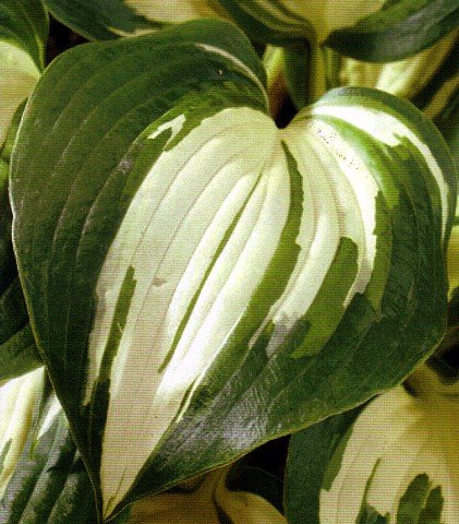 Lakeside Cupcake Hosta