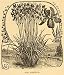 1892 Print Iris Siberica Flowers Art Siberian Plant - Original Halftone Print