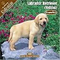 Labrador Retriever (Yellow) Puppies 2008 Wall Calendar