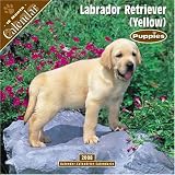 Labrador Retriever (Yellow) Puppies 2008 Wall Calendar
