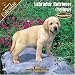 Labrador Retriever (Yellow) Puppies 2008 Wall Calendar