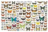 Butterflies of the World Educational Science Chart Poster - 24x36 Art Poster Print, 36x24