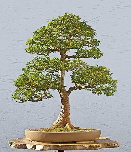 10 Seeds Chinese Elm Bonsai (Ulmus parvifolia),Tree Seed ,Bonsai Seeds