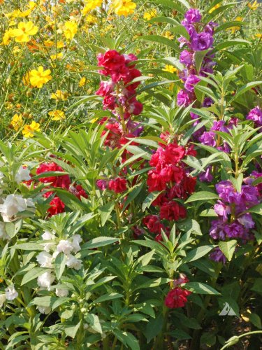 200+ Seeds, Mixed Colors, DOUBLE CAMELLIA IMPATIENS (Balsam Impatiens Balsamina) by Seeds and Things 200+ Seeds, Mixed Colors, DOUBLE CAMELLIA IMPATIENS (Balsam Impatiens Balsamina) by Seeds and Things