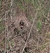Ghillie Poncho Desert