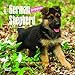 German Shepherd Puppies 2017 Mini 7x7