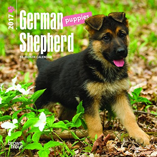 German Shepherd Puppies 2017 Mini 7x7