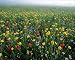 Photographic Prints of Meadow Flowers - Cornfield weeds, Cornflowers (Centaurea cyanus), Poppies from Ardea Wildlife Pets