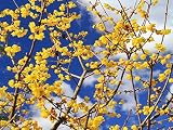 【1年間枯れ保証】【秋冬に花が咲く木】マンゲツロウバイ　0.5m