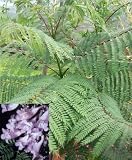 Eigenschaften fesaja-versand  / Jacaranda, Palisanderbaum / Jacaranda mimosifolia (Saatgut, Samen)