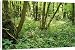 Canvas Prints of ROG-11691 Hazel Coppice - woodland flowers, early purple Orchids a Herb Paris from Ardea Wildlife Pets