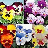 国華園　花苗　パンジー　F1マリアセット　5種10株