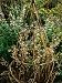 Small Wigwam Plant Support Made of Twigs, at University of Bristol, Botanic Gardens Photographic Poster Print by Mark Bolton, 18x24