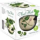 G Plants  Kitchen Herb Growing  Pot Contains 6 Herbs in 1