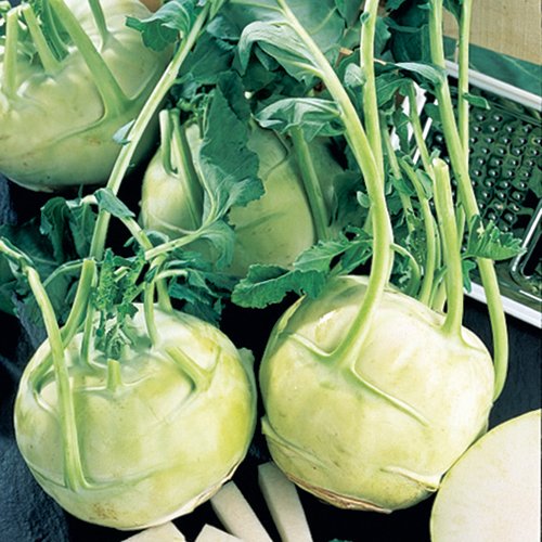 1,500+ Early White Vienna Kohlrabi Seeds By Seed Needs