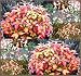 Nana Heavenly Bamboo - Dwarf Heavenly Bamboo Seeds - Nana Nandina domestica GORGEOUS FOLIAGE ZONE 6+ (100 Seeds)