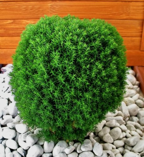 Thuja Occidentalis Teddy Der Kuschellebensbaum  Car Interior Design