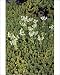 Photographic Prints of White stonecrop (Sedum album) from Science Photo Library