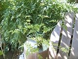 Pink Jasmine Jasminum Polyanthum