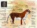 Animals: Amazing, Wild and Endangered Learning Power Pack (Win/Mac)