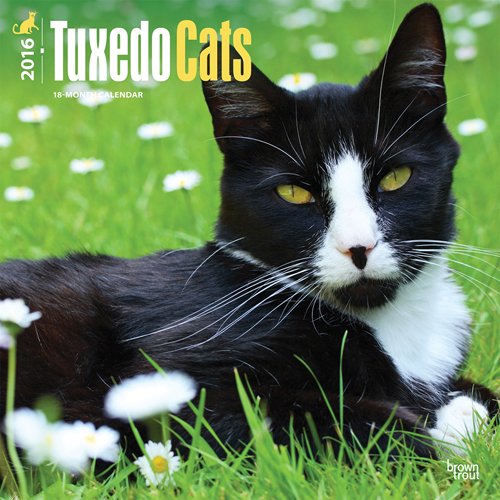 Tuxedo Cats 2016 Square 12x12