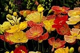 61%2BPbe8spLL. SL160  Ballerina Mix Poppy   30 Seeds, 850 mg