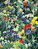 Amazon / Hirts: Bulbs: Wildflower Collection - 15 Bulbs - Spring Blooms