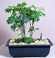 Ming Aralia Bonsai Tree - Great Indoor Bonsai-Polyscias