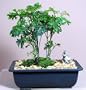 Hirt's Ming Bonsai Tree plus Chinese Mudman - Polyscias