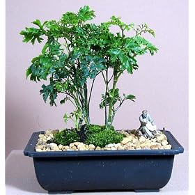 Ming Aralia Bonsai Tree