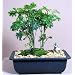 Hirt's Ming Bonsai Tree plus Chinese Mudman - Polyscias