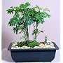 Ming Aralia Bonsai Tree