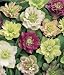 Helleborus x hyb. 'Double Queen' - Double Hellebore