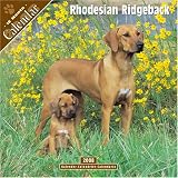 Rhodesian Ridgeback 2008 Wall Calendar