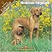 Rhodesian Ridgeback 2008 Wall Calendar