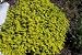 200 GOLDEN CARPET SEDUM Acre Gold Moss Stonecrop Flower Seeds 200 GOLDEN CARPET SEDUM Acre Gold Moss Stonecrop Flower Seeds