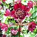 Astrantia Bloody Mary