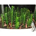 13-14 cm tall Monkey Puzzle Tree Araucaria Araucana