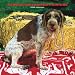 German Wirehaired Pointers 2008 Square Wall Calendar (German, French, Spanish and English Edition)