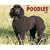 Just Poodles 2009 Calendar
