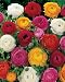 10 Mixed Ranunculus Flower Corms, Rose/Peony like bloom