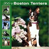 366 Days of Boston Terriers 2008 Wall Calendar