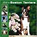 boston terrier - 366 Days of Boston Terriers 2008 Wall Calendar