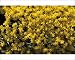 Photographic Prints of Biting stonecrop (Sedum acre) from Science Photo Library