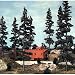 Large Pine Trees, 6-9