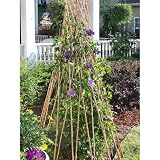 Willow Flower Support 2 pk.