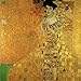 Gustav Klimt: Taschen Portfolio: 14 Framable Prints