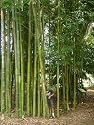 Oldhamii Timber Clumping Bamboo, Large Divisions,Fast Tropical Look for Pot or Landscape Setting