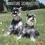 Schnauzers, Miniature 2010 Square Wall (Multilingual Edition)